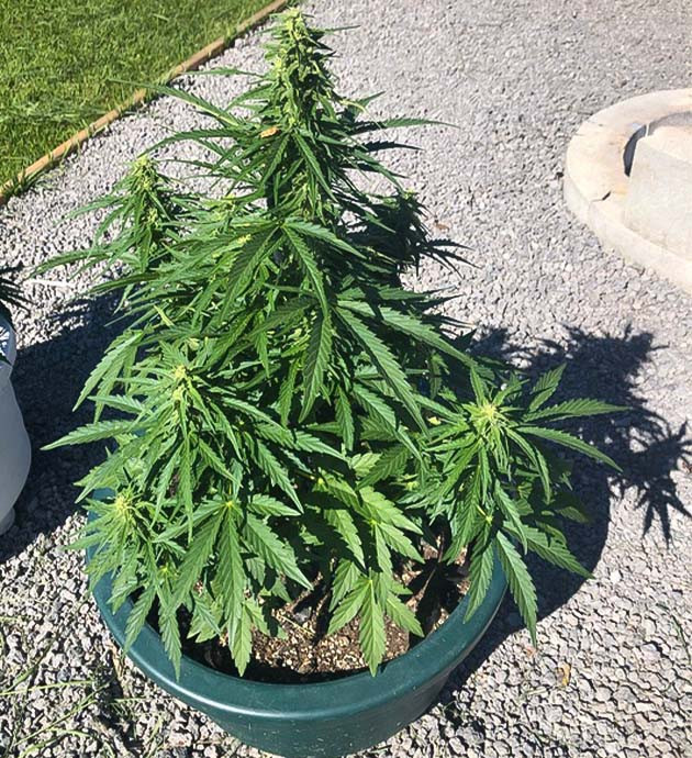 Перевод на цветение куста Original Jack Herer Auto