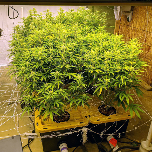 Плантация конопли Girl Scout Cookies auto fem на 8 неделе гровинга