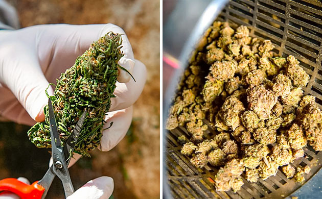 Ручной и механизированный тримминг каннабиса Триммеры для обрезки соцветий конопли