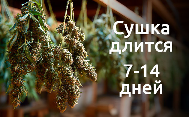 Факторы влияющие на время сушки Сколько времени нужно, чтобы правильно высушить каннабис?