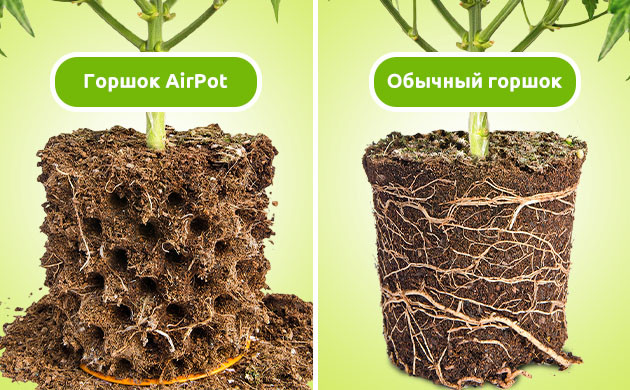 Корни при выращивании в горшке AirPot Развитие корневой системы в AirPot и обычном горшке