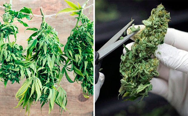 Тримминг после сушки Основные методы маникюринга конопли