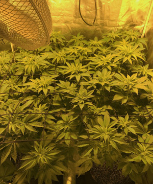 Переход на стадию цветения