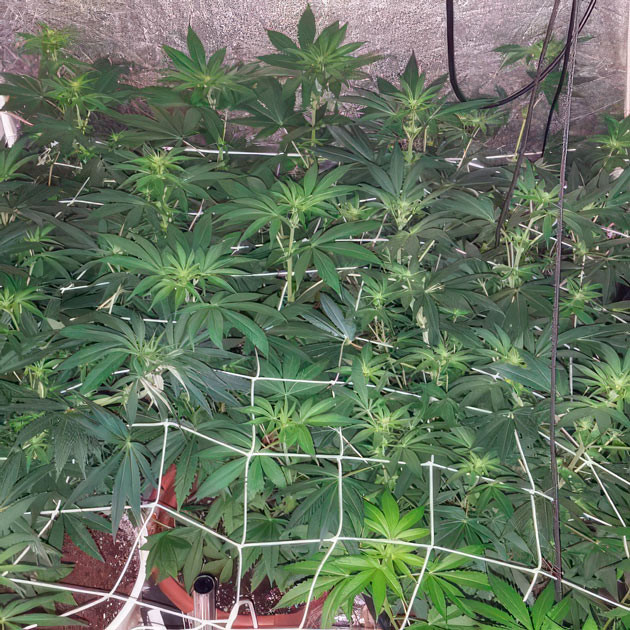 Активный рост марихуаны на 7 неделе выращивания