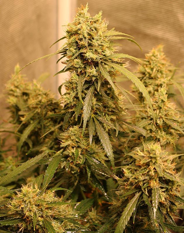 Массивная шишка CBD Green Crack Auto Соцветие конопли с оранжевыми стигмами