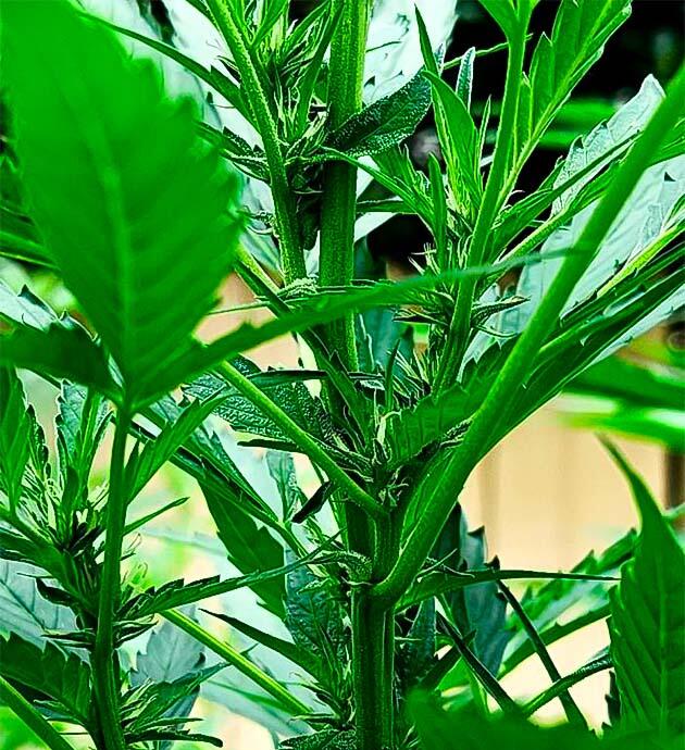 Начало цветения GG4 Sherbet FF