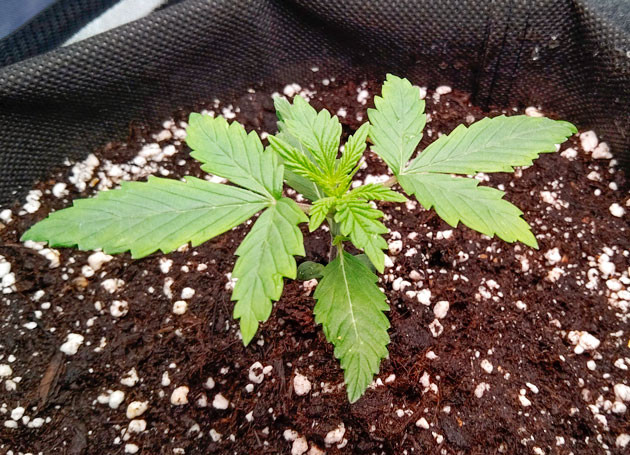 Проращивание семени и удобрения Росток Florida Sunrise Auto от 7CH American