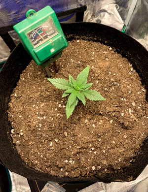 Куст на второй неделе выращивания Листья торчащие из горшка