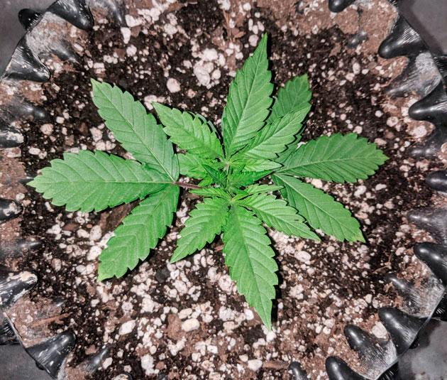 Промывка грунта и пересадка из-за вредителей Росток Sapphire OG от Humboldt Seed Organization на 2 неделе