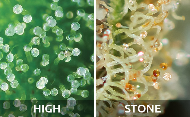 Влияние трихом на эффект Трихомы high и stone эффектов