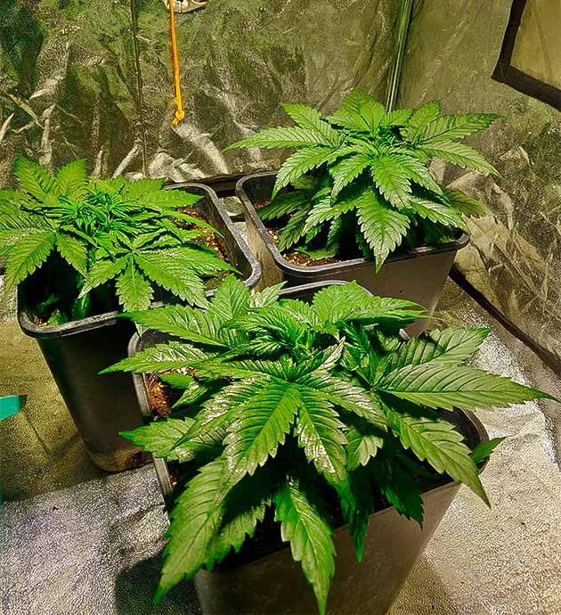 выращивание сорта конопли Zkittlez Auto