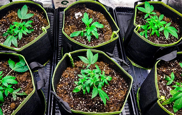 Проведение фимминга на подросшем кусте каннабиса в фазе вегетации