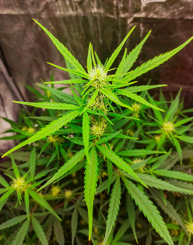 Куст Wedding Glue Auto от FastBuds на фазе цветения