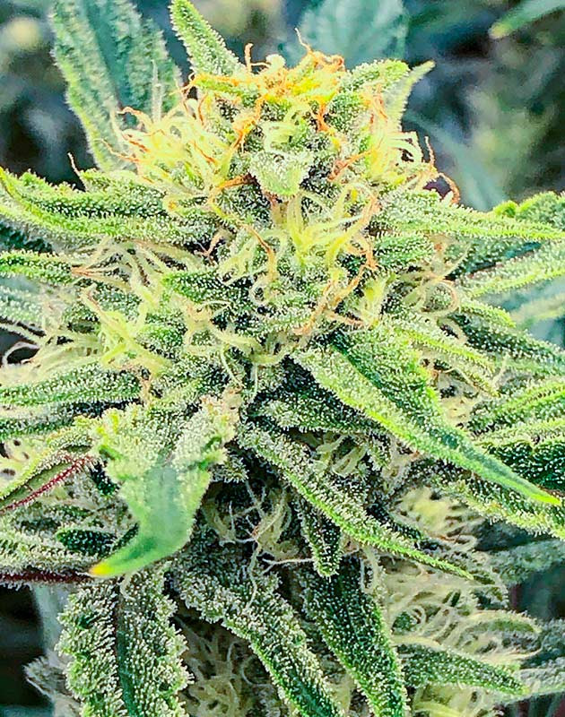 Развитие трихом на шишках Gelato Aut Начало цветения Gelato Auto