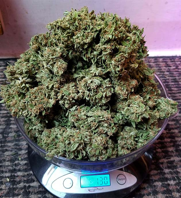 Полученный урожай Вес соцветий равен 130 грамм