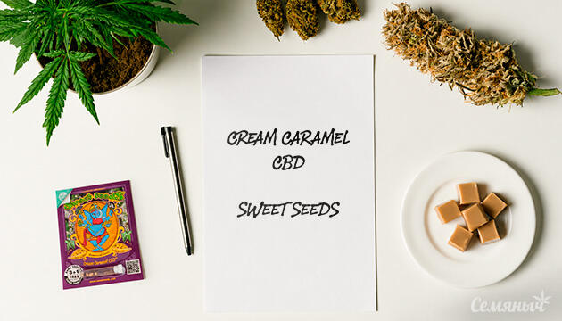 Выращивание сорта марихуаны Cream Caramel CBD от Sweet Seeds Гроурепорт сорта Cream Caramel CBD от Sweet Seeds