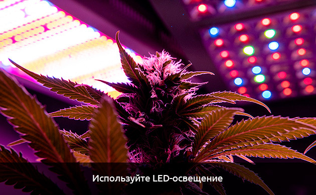 Тепловой стресс и коричневая конопля Конопля коричневого цвета