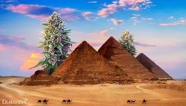 Марихуана в Египте Все о конопле в Египте