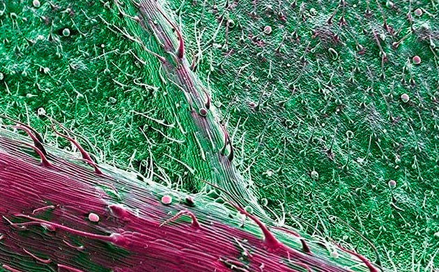 Жилки листа под микроскопом