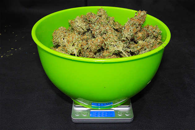 Вес урожая 111 грамм