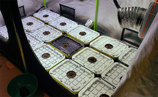 14 ростков LSD Auto