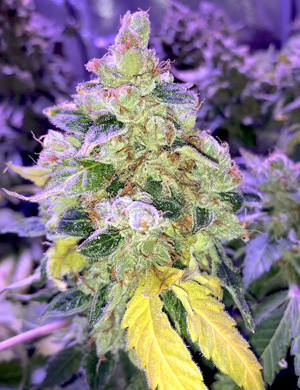 Использование чистой воды для гидропоники Вода для конопли