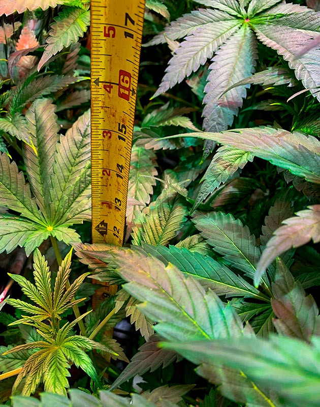 Рост куста конопли 30,48 см на 4 неделе выращивания