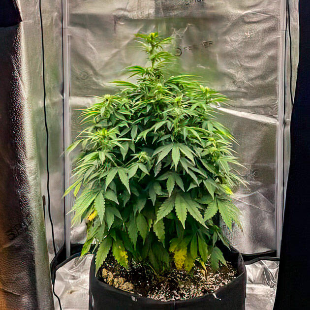 Начало цветения: рост, плотная крона и питание Каннабис ростом 62 см