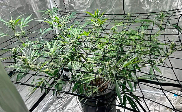 Конопля под сеткой ScrOG