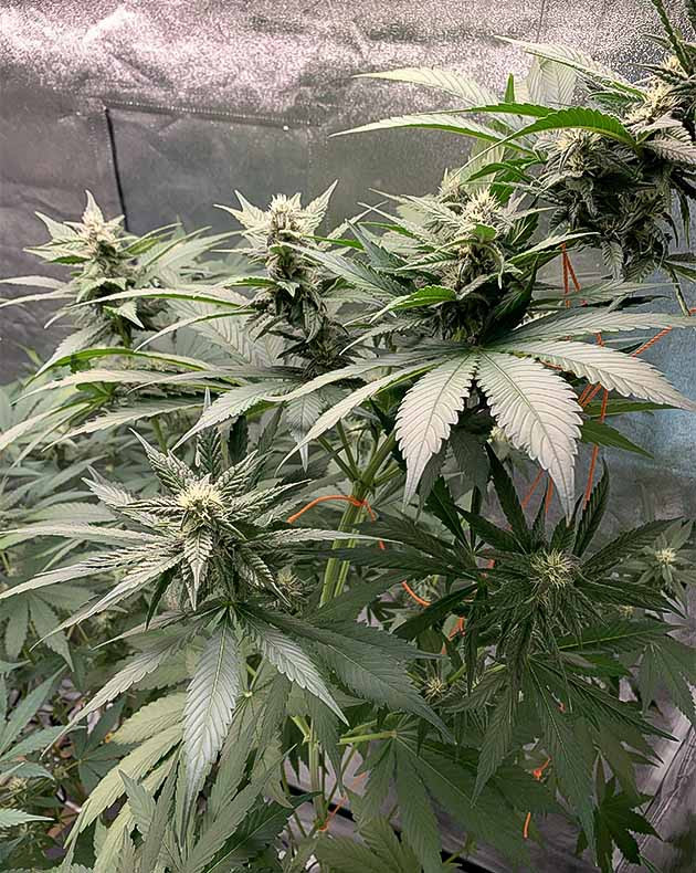 Куст Purple Lemonade Auto на цветении