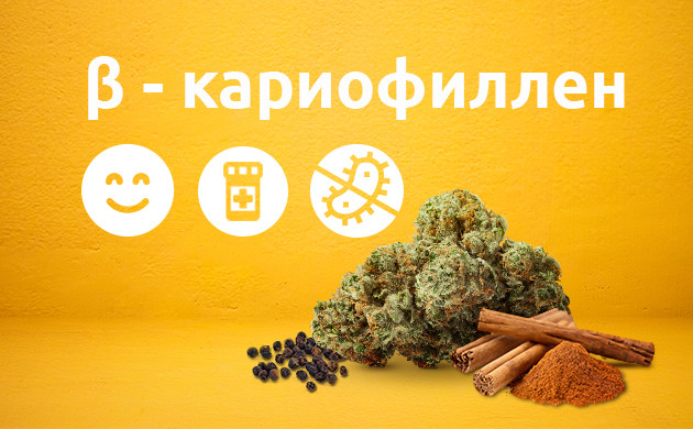 Терпен кариофилен Свойства бета-кариофилена