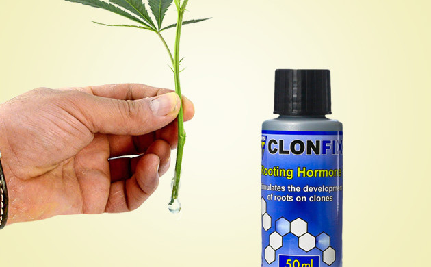 Гелеобразный препарат для укоренения клонов Нанесение геля на срезанный клон