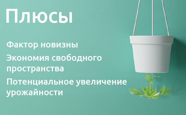 Экономия места с перевёрнутой посадкой Преимущества перевёрнутой посадки конопли