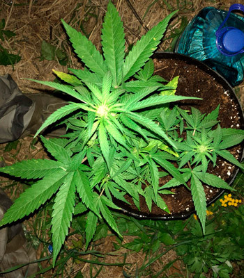 7 неделя выращивания Pineapple Express auto