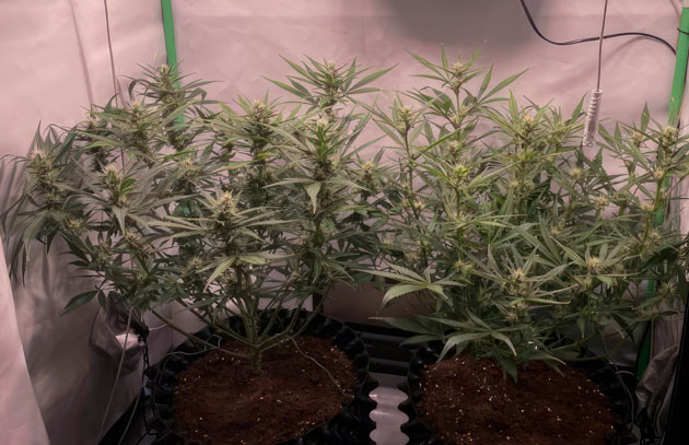 Дефолиация и небольшие корректировки в питании Кусты Apricot Auto от FastBuds на стадии цветения