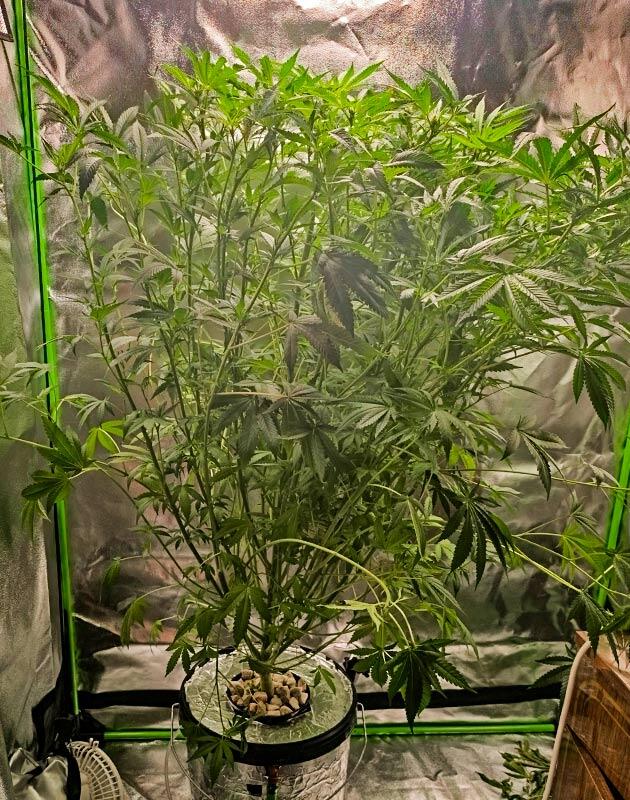 Переезд в большой бокс перед набором массы Пересадка куста каннабиса в увеличенный гроубокс