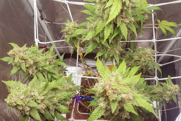 Куст Critical XXL Auto на последней неделе выращивания