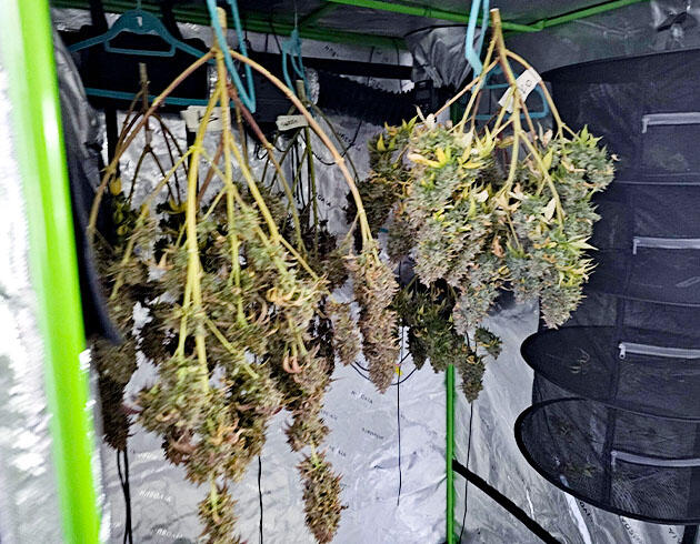 Впечатления от гровера Харвест Apple Betty