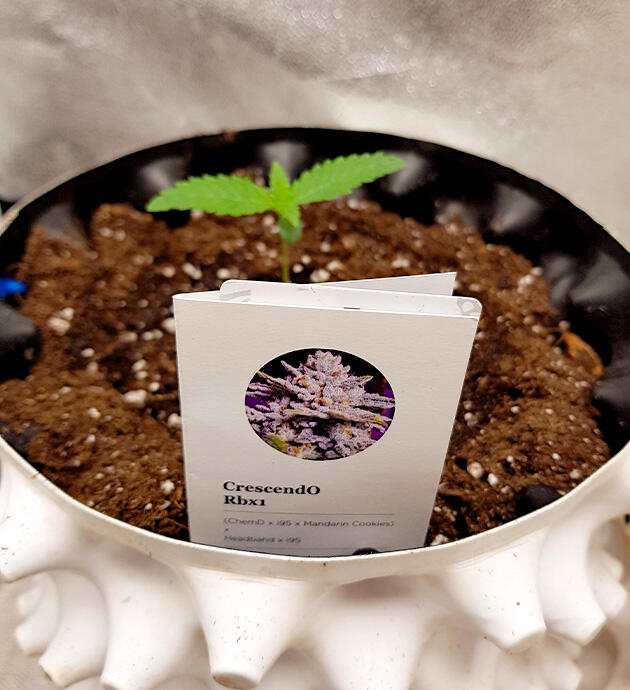 Проращивание марихуаны Росток сорта Crescendo RBX1