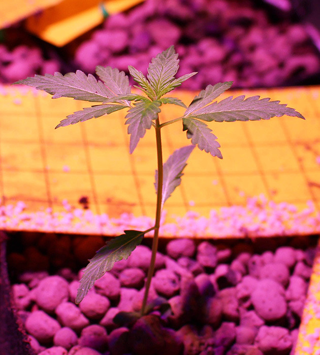 Формирование первых листьев конопли Появление второй пары полноценных листьев