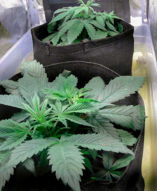 Пересадка конопли 3 неделя выращивания каннабиса