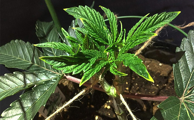 Проблемы с листвой на 4 неделе Пожелтение кончиков листьев