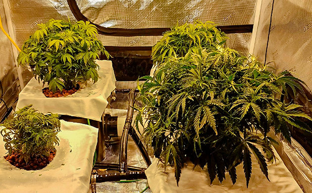 Растение Gelato Auto на 5 неделе выращивания Корневая гниль у Gelato Auto