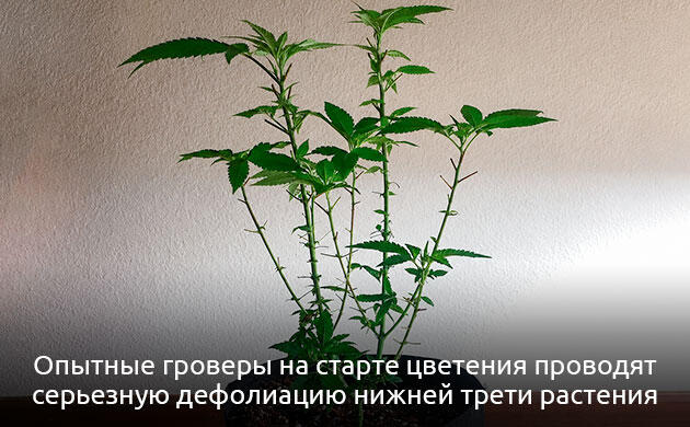Проведение дефолиации на фазе цветения Дефолиация на стадии цветения