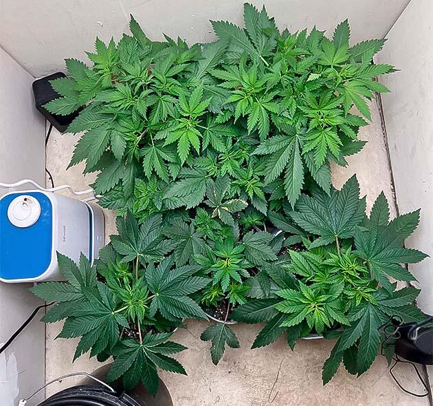 Кусты Mac n’ Jack R1 от Ethos Genetics на 4 неделе