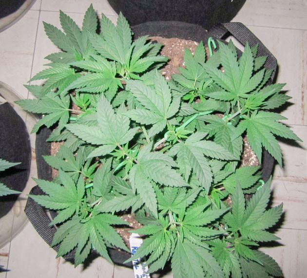 Начало фазы цветения каннабиса Конопля на 6 неделе выращивания