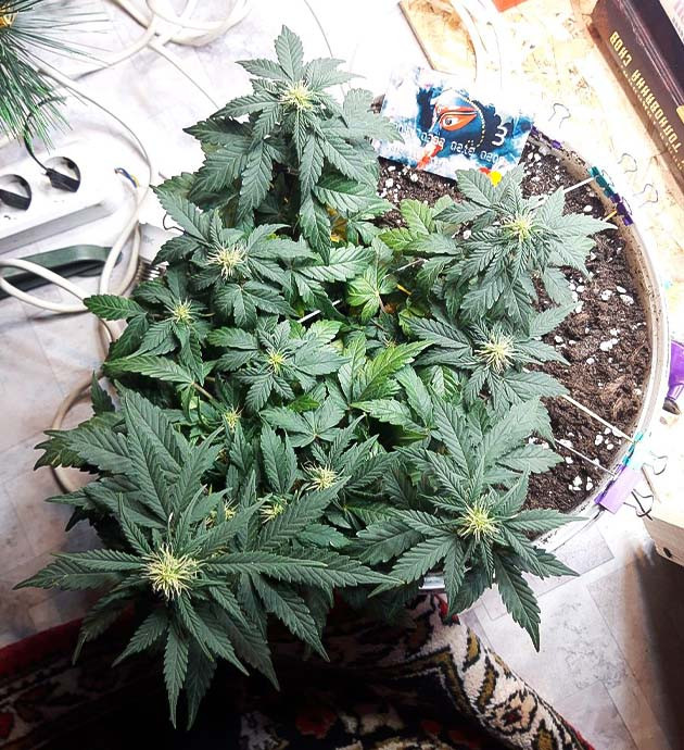 Начало цветения на 5 неделе выращивания Bитамины для Kali Mist Auto fem