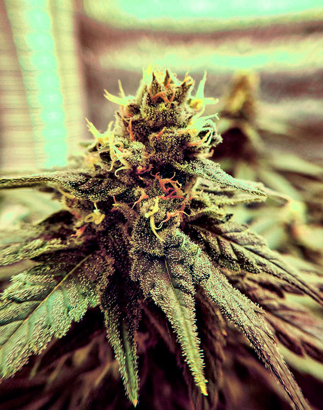 Соцветие с оранжевыми стигмами