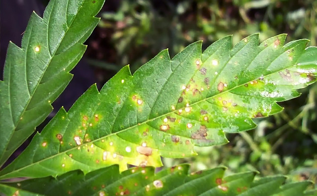Заболевание септориозом Желтые пятна на листьях конопли
