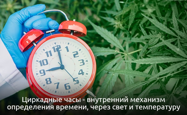Циркадные ритмы конопли Циркадные часы каннабиса